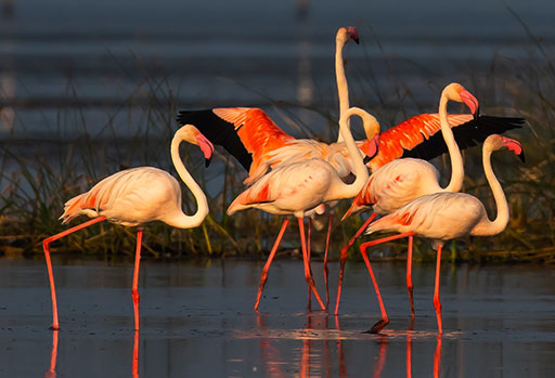 CHILIKA LAKE